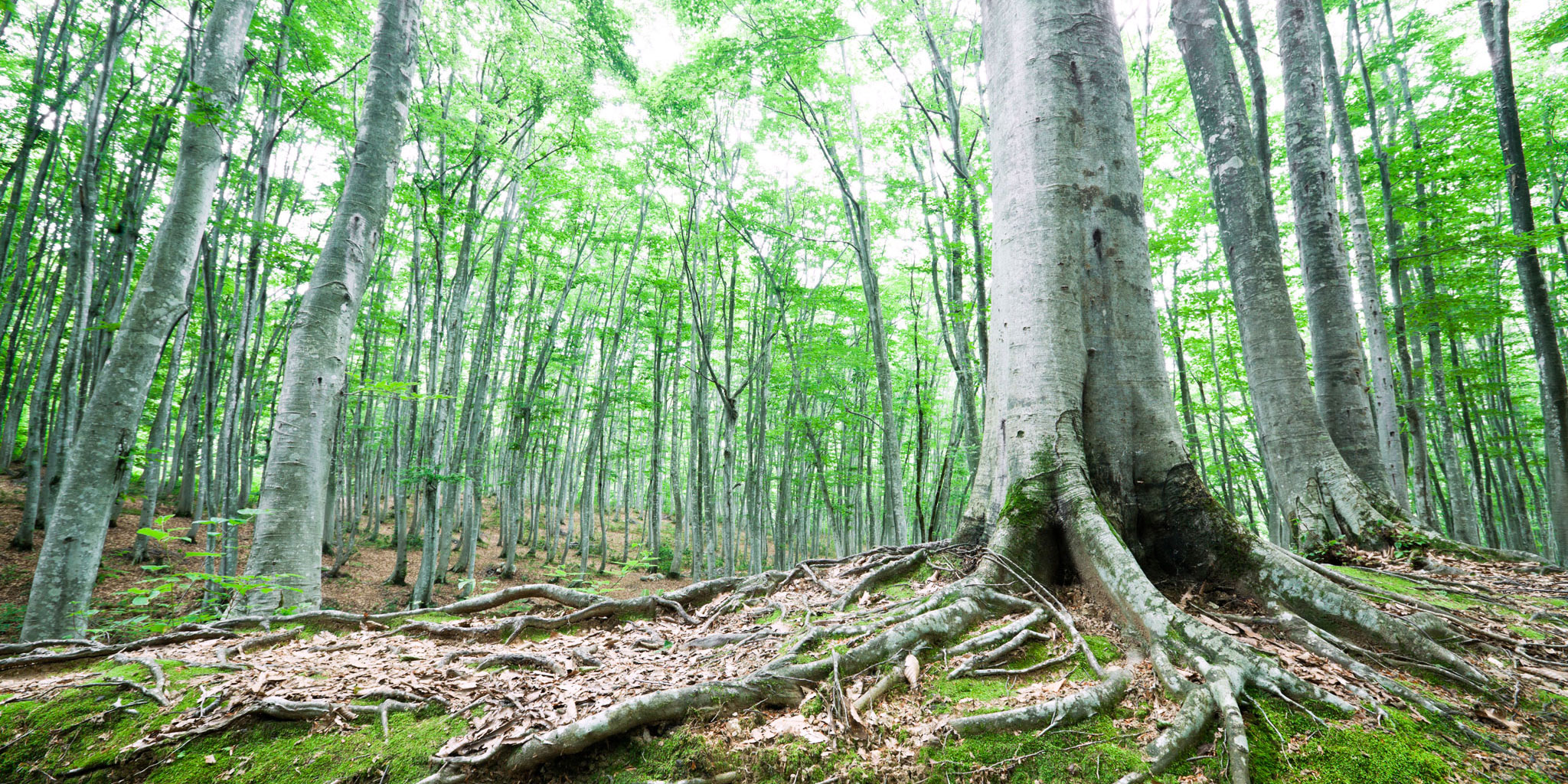 Wald